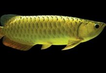 ಮನೆ ವಾಸ್ತು ಪ್ರಕಾರ ಇಲ್ವ…? ಚಿಂತೆ ಬೇಡ ಹೀಗೆ ಮಾಡಿ ಸಾಕು