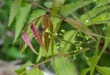 ಬೇವಿನ ಮರದಲ್ಲಿ ವಾಸ್ತು ದೋಷ ನಿವಾರಿಸುವ ಶಕ್ತಿ.!